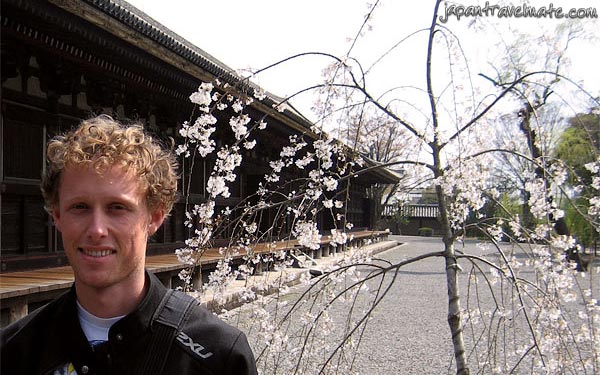 Photo of Japanese cherry blossom (sakura) at a Kyoto temple