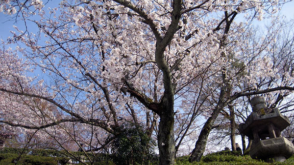 Japanese cherry blossom trees (sakura) in the Kyoto temple gardens