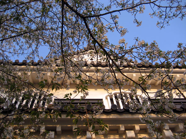 Sakura at Okayama Castle.