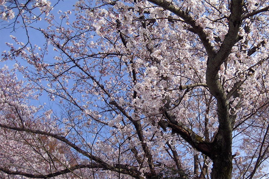 High resolution photo of the Japanese cherry blossom.