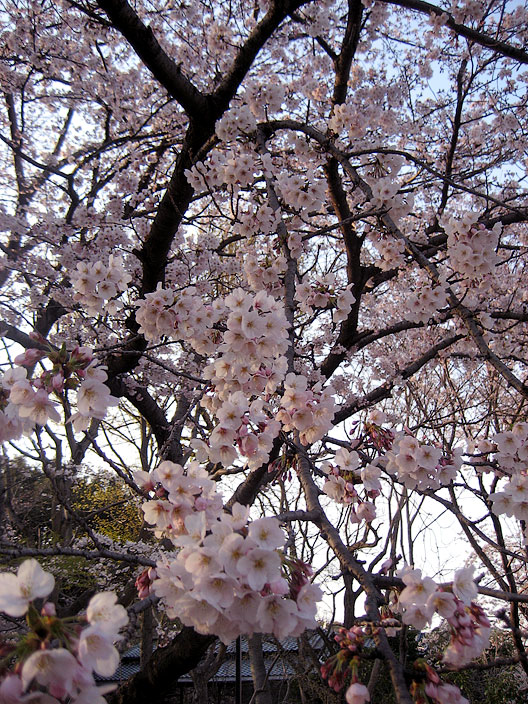 Picture of sakura, the Japanese cherry blossom.