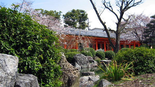 Cherry blossom trees surround a Japanese Edo period water garden