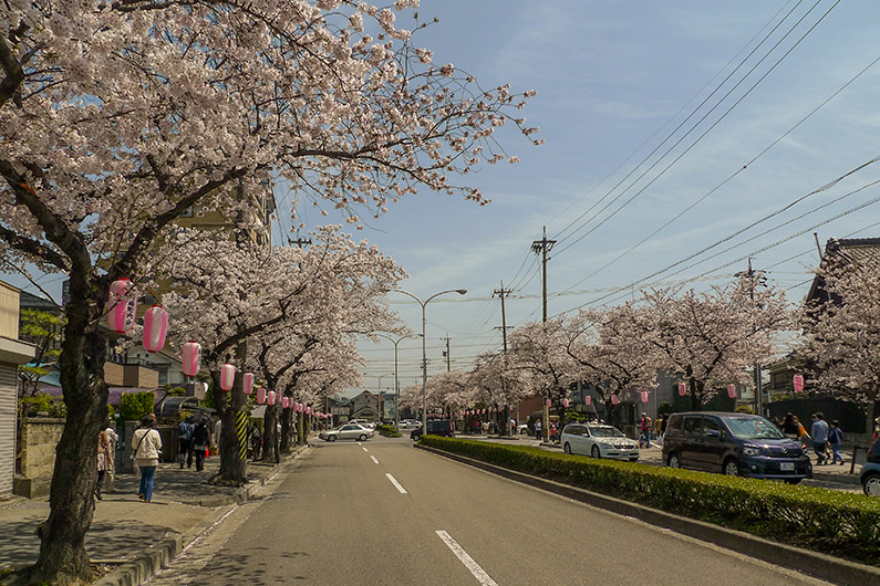 Cherry blossom lined street with lanterns in Okazaki