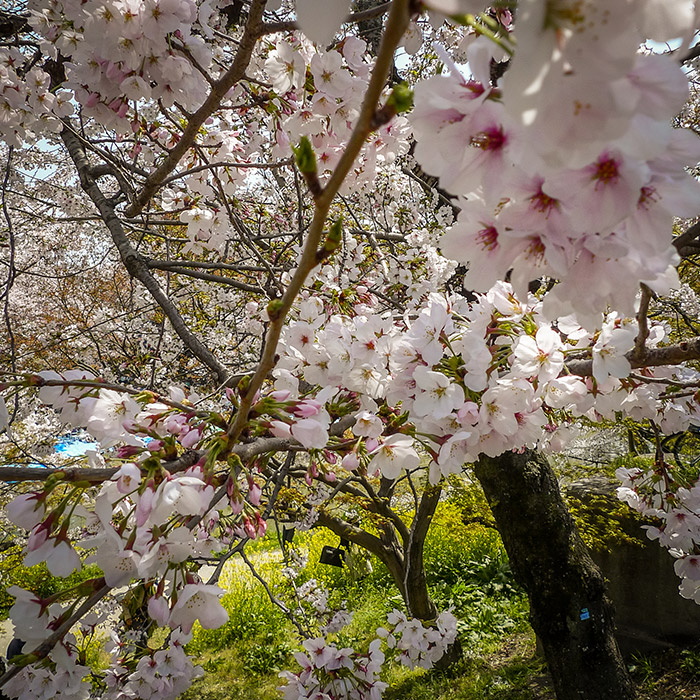Cherry blossom (sakura) tree closeup, at the river near Okazaki castle.