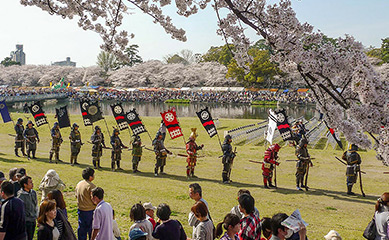 Samurai line up under sakura at Ieyasu Gyoretsu in Okazaki, Aichi, Japan