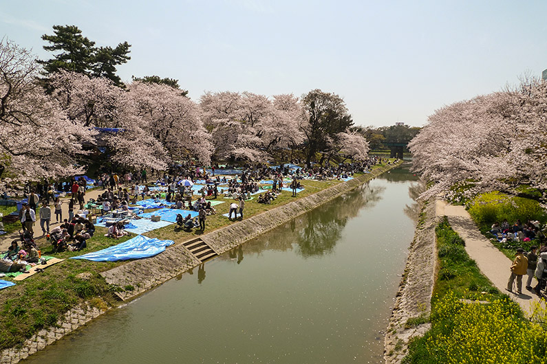 Ohanami (Cherry blossom viewing) at the Ieyasu Gyoretsu Parade