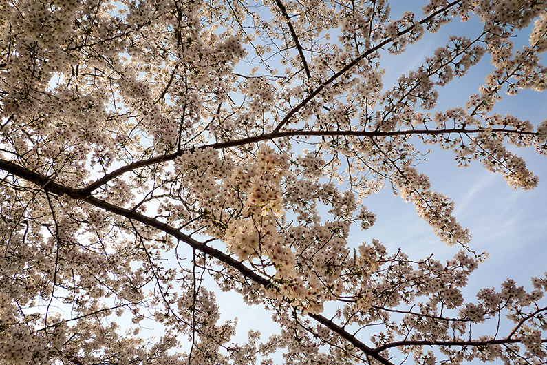 Sakura (cherry blossom) tree