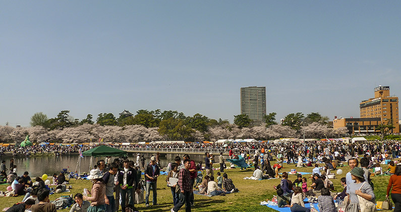 Sakura festival at Okazaki, Aichi, Japan