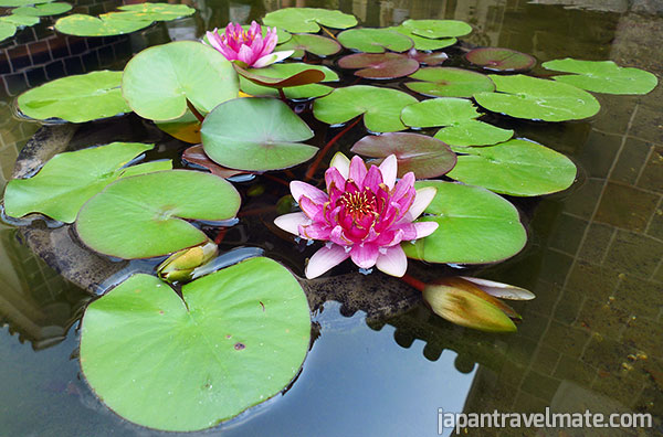 Lotus flower in a small garden pond at Kurashiki