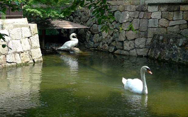 Swans in the canal at Kurashik, Okayama, Japan.