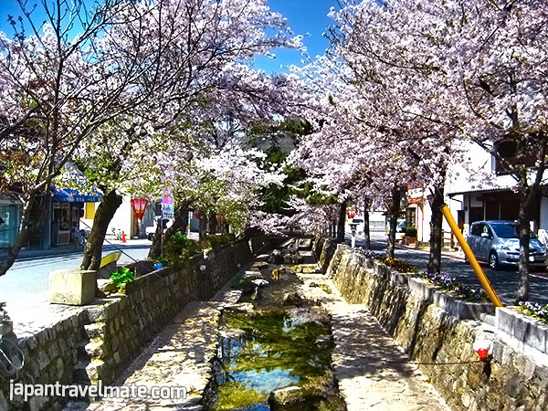 Takahashi, Okayama, Japan. A channel lined with cherry blossoms.