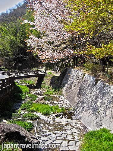  Japanese cherry blossom lined stream in Takahashi, Okayama