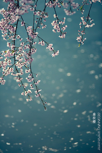 Sakura flowers and branches in Japan
