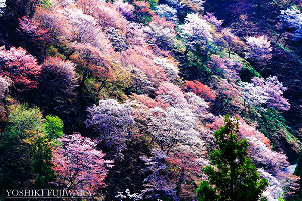 "1000 sakura at a glance": Yoshino-yama, Nara Prefecture