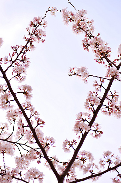Cherry blossom tree branches - Tokyo