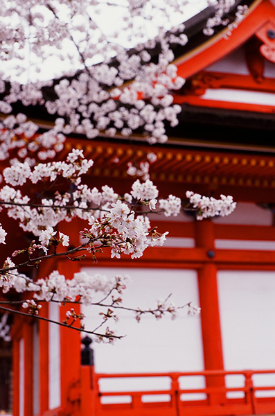 Film photo of cherry blossoms at Kiyomizu-dera, Kyoto