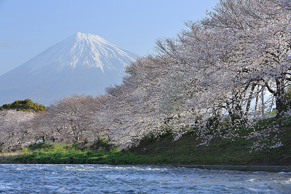 Sakura along the Ryuganbuchi Urui River near Mt Fuji