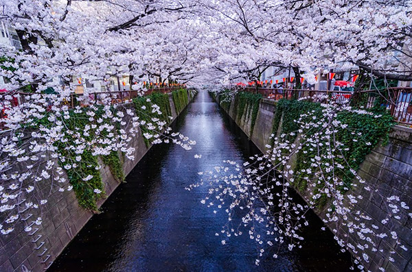 Cherry blossoms at Meguro river, Tokyo