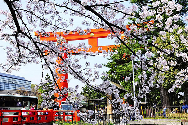Giant torii and sakura in Kyoto