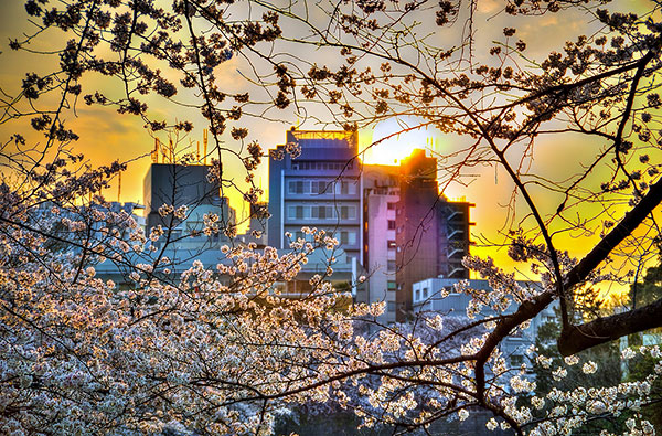 Cherry blossoms in Tokyo (HDR Photo)