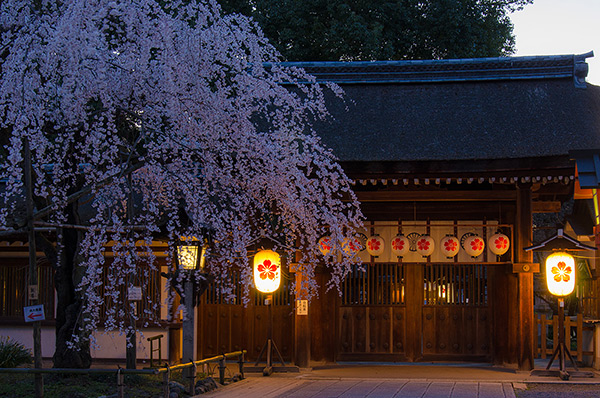 Sakura at Hirano Jinja Shrine, Kyoto