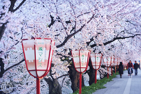Hirosaki cherry blossoms, traditional Japanese lanterns