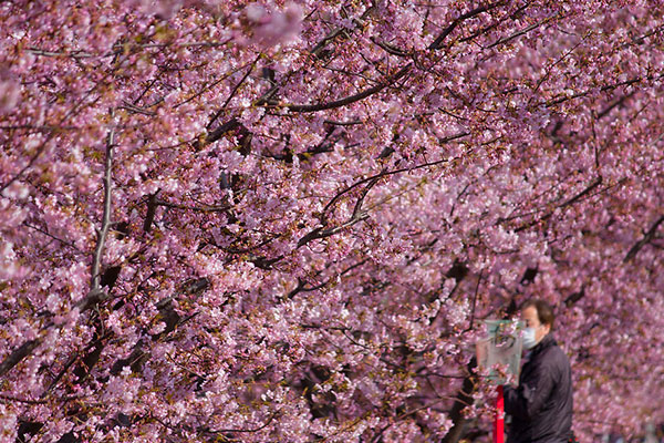 A wall of pink sakura in Okazaki, Japan