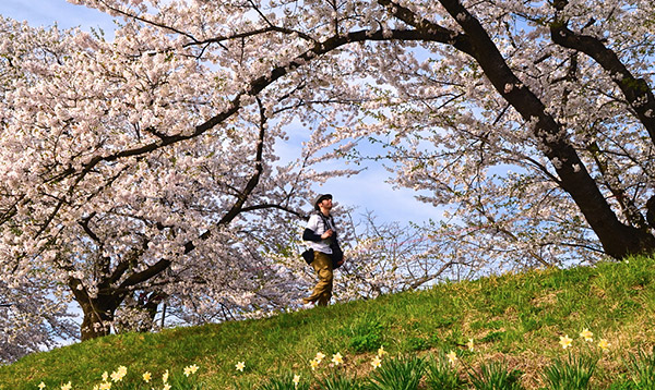Sakura at Kakunodate, Akita Prefecture