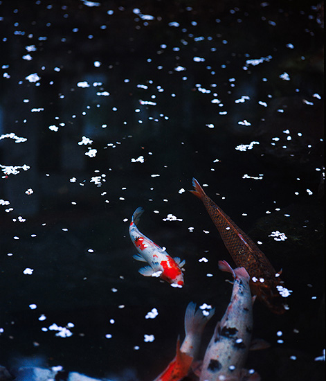 Sakura leaves scattered on a pond, koi under the water