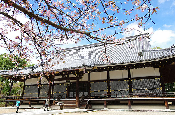 Cherry blossoms in front of Sakura at Hirano Jinja Shrine, Kyoto
