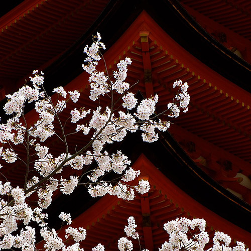 Closeup of cherry blossoms at a pagoda at Miyajima, Hiroshima