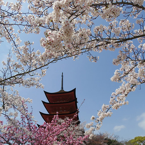 Cherry and plum blossoms in front of the pagoda at Miyajima, Hiroshima, Japan