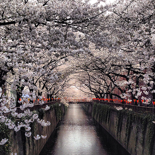Sakura cover the Meguro-gawa in Tokyo