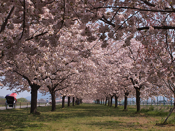 Rows of cherry blossoms at Obuse, Nagano