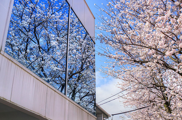 Sakura at Odawara-shi, Kanagawa Prefecture (HDR Photo)