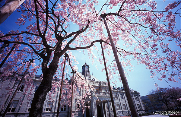 Film photo of sakura in front of the old Yamagata Prefectural Hall