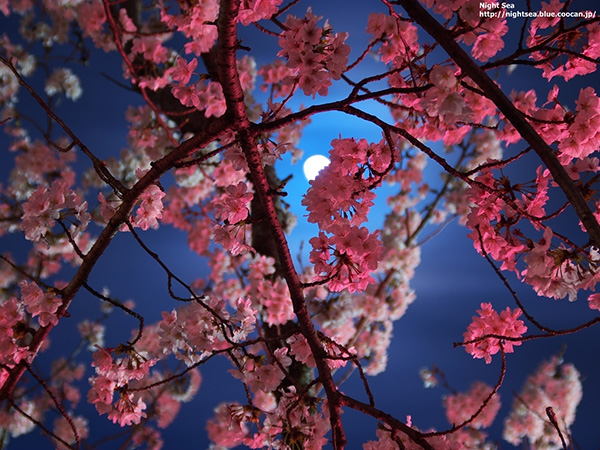 Sakura and moon in Chiba Prefecture, Japan