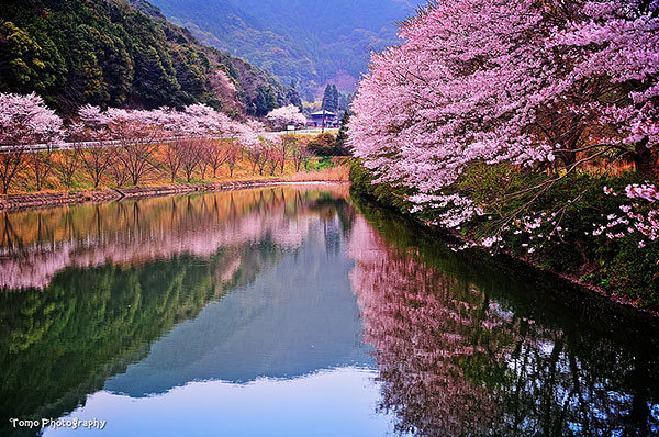 Sakura beside a river in Saga Prefecture (HDR Photo)