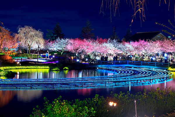 Sakura, lights and reflections at night