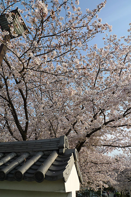 Sakura at Okazaki Castle
