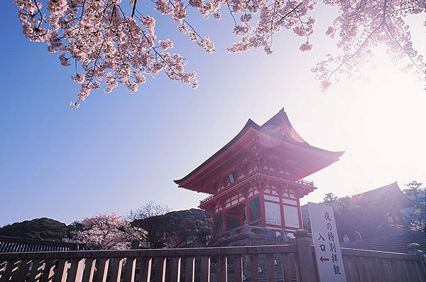Sakura in front of Kiyomizu-dera's romon (tower gate) in Kyoto