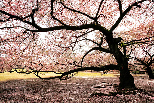 A sakura tree in Tokyo