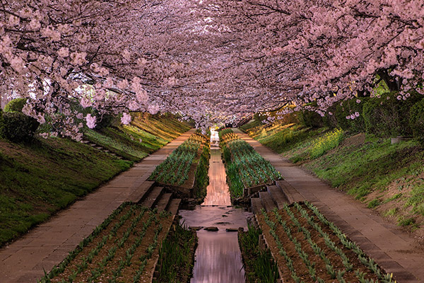 Sakura tunnel over a stream in Yokohama, Kanagawa