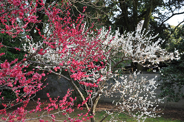 Plum blossom and cherry blossom trees at Kyoto Imperial Palace Park