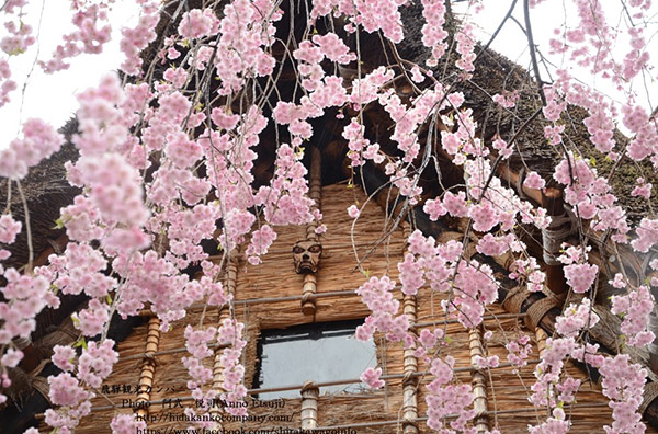 Cherry blossoms at Shirakawa