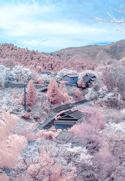 Snow on sakura at Mount Yoshino, Nara Prefecture