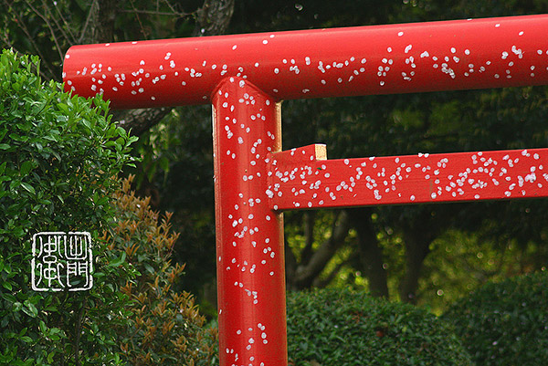 Sakura stuck to a torii after rain in Chiba Prefecture, Japan