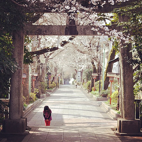 A torii, a shrine, a little girl and cherry blossoms in Tokyo, Japan