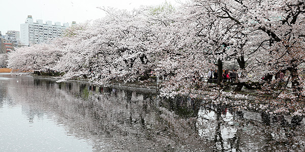 Sakura line a river in Ueno Park, Tokyo, Japan