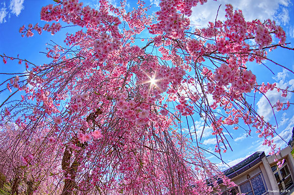 Weeping Cherry 'Shidare Sakura', Niigata Prefecture (HDR Photo)